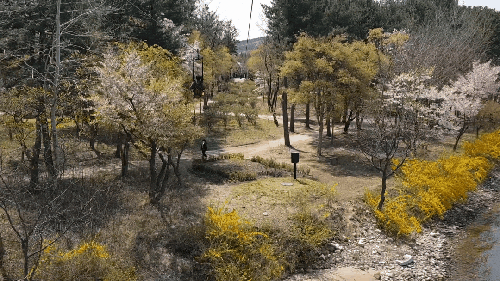  남이섬짚와이어 타고 남이섬 데이트 (당일치기데이트/서울근교데이트/남이섬데이트/남이섬벚꽃/남이섬인생사진)