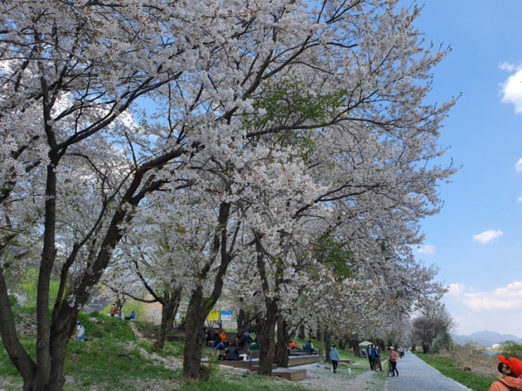 대성리 국민관광지 벚꽃길에서 북한강을 산책해요