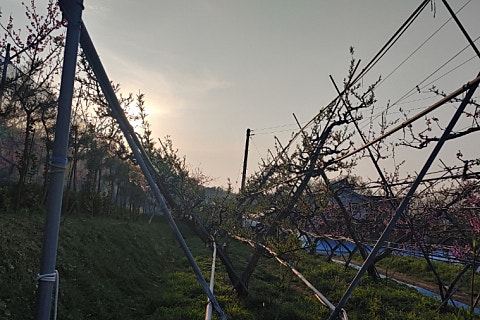 옥천꽃농원 이미지