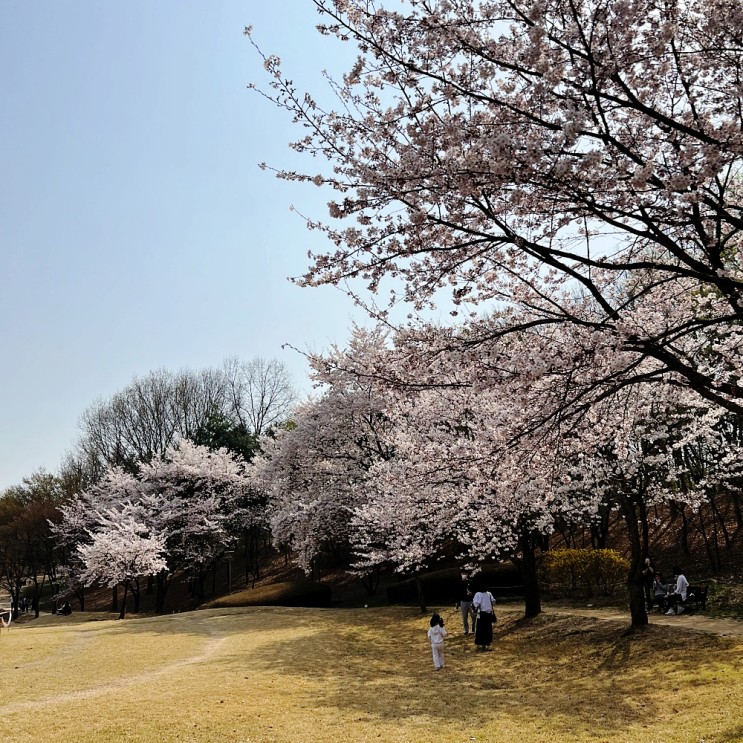 아이와 가기좋은 수원 벚꽃명소:삼성노블카운티