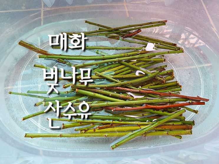  매화 벚나무 산수유 가지 삽목으로 분재 만들기 가능할까? 마사토 삽목 방법과 팁