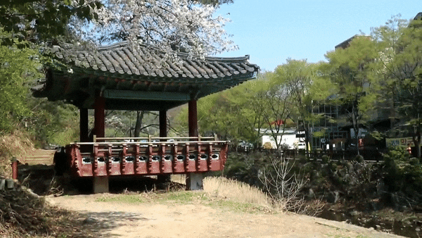 안양예술공원 막바지 벚꽃 엔딩.GIF