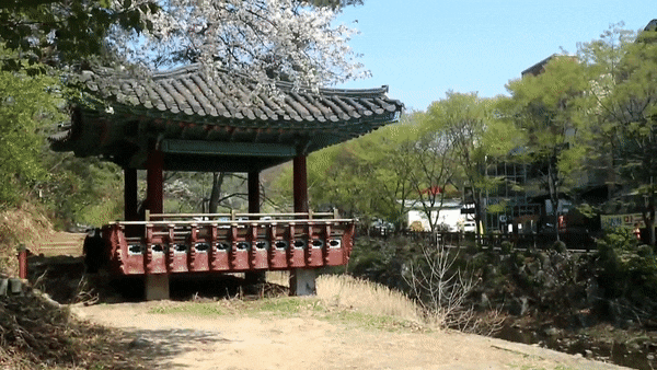  안양예술공원 막바지 벚꽃 엔딩.GIF