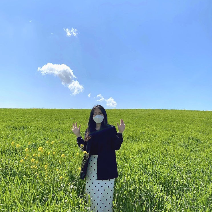  [고창 여행] 고창 청보리밭 축제 올해는 열릴까?! / 학원농장 유채꽃도 활짝