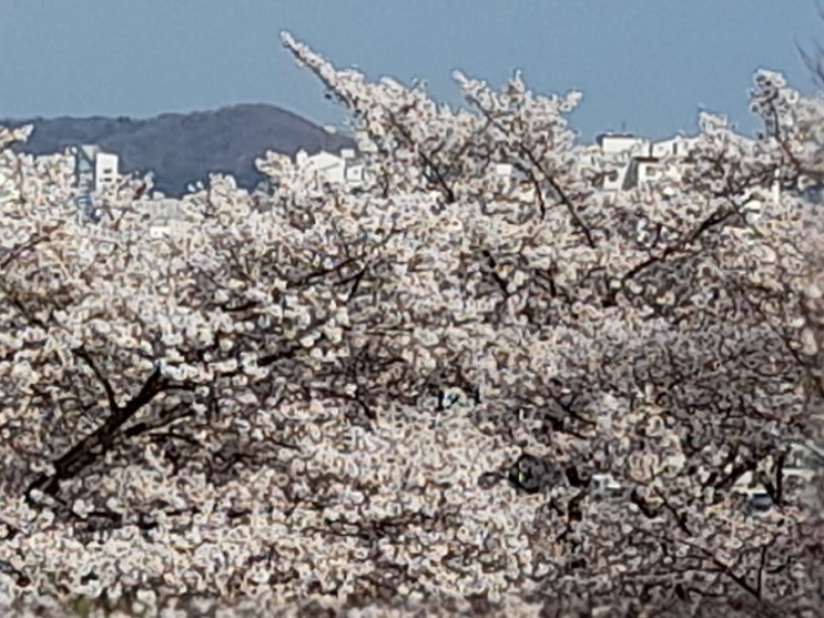  진주 연암도서관 벚꽃 개나리 구경