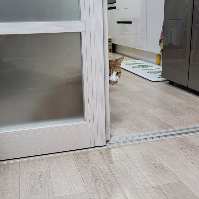  코숏 길냥이 뽀또