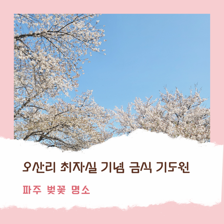  [경기도 파주] 깜장콩 파주에서의 마지막 벚꽃_최최최최종