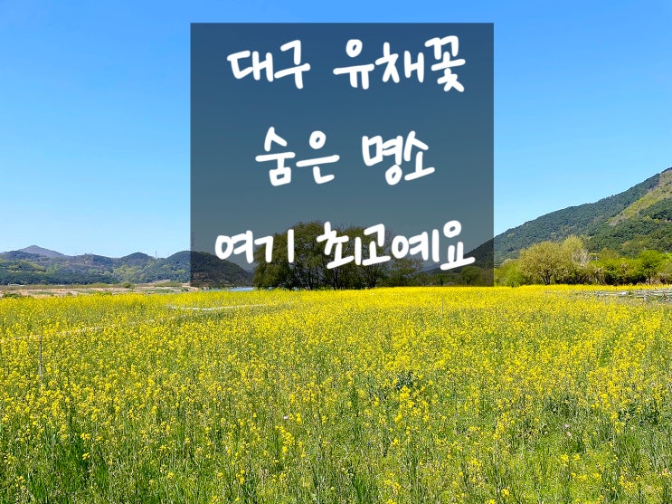  대구 유채꽃 밭 찾으시나요? 여기 숨은 명소예요. 유채꽃 구경하고 예쁜 사진으로 추억 남기세요:D