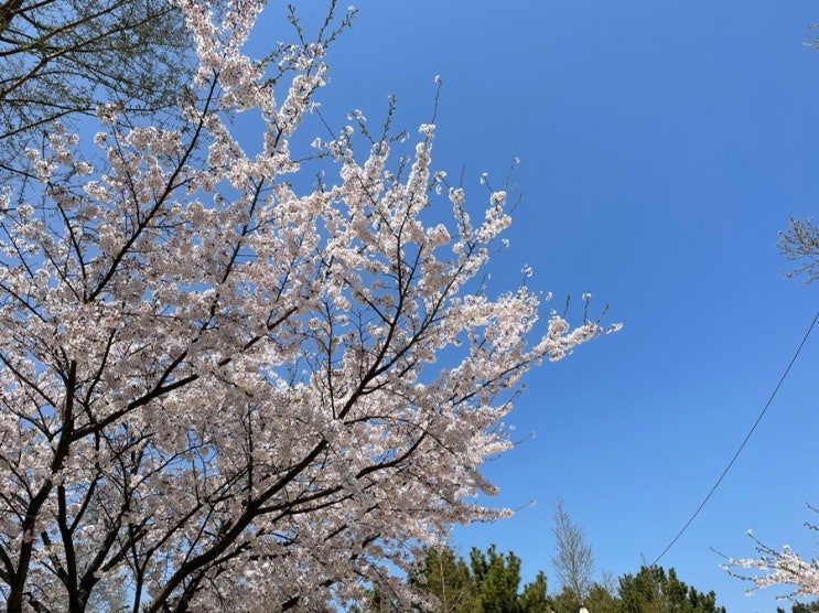 [일상] 벚꽃길이 예쁜 영종 '세계평화의숲'(4.17.기준)