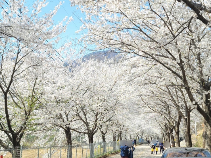  춘천벚꽃명소/춘천부귀리 벚꽃길 드라이브