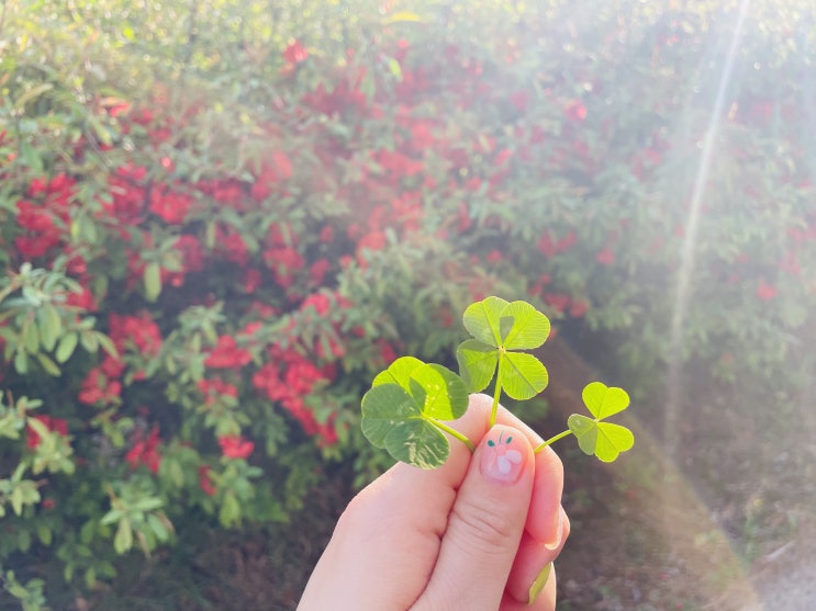새로운 꽃들을 만났어요 새로운 꽃들을 만났어요