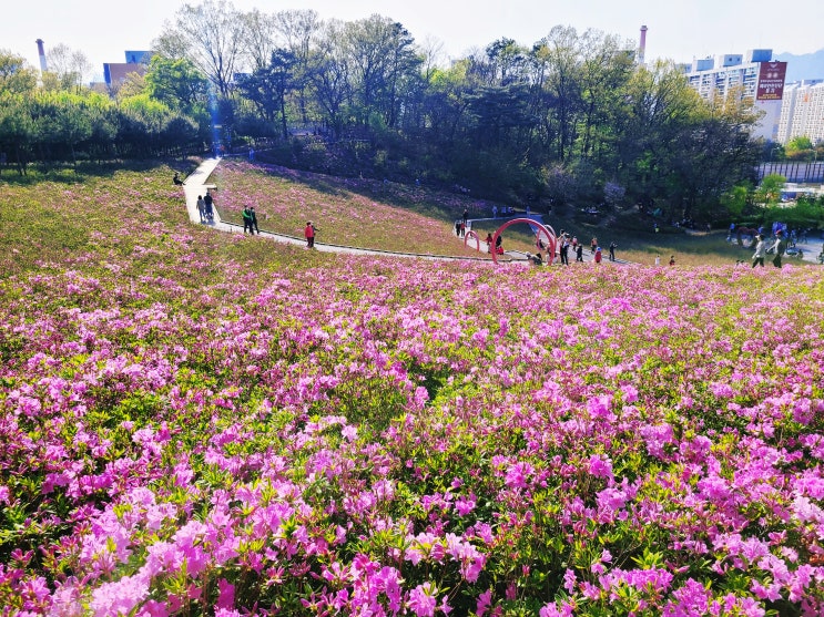 서울 노원) 아이랑 가볼만한곳 불암산철쭉동산 주차팁 불암산나비정원 유아숲체험원 봄나들이