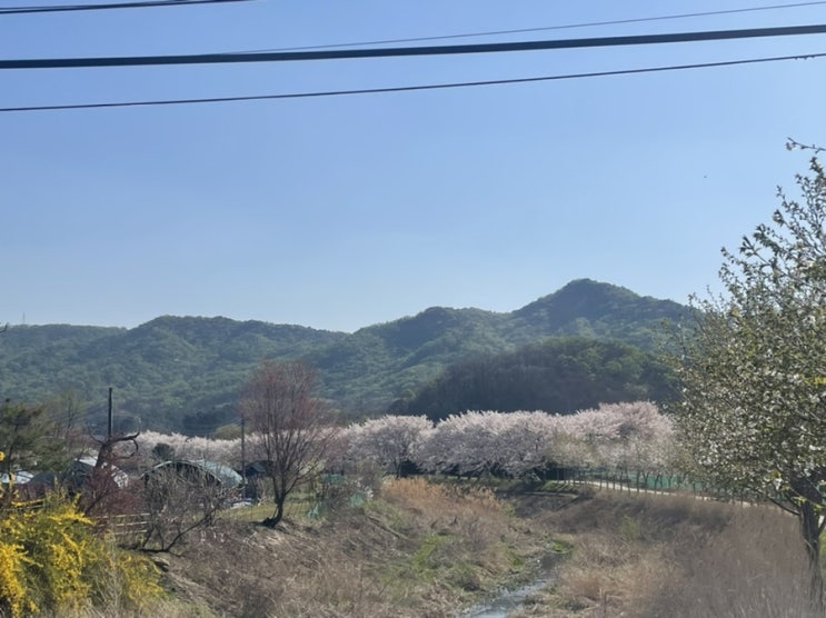  [서울근교 벚꽃놀이 장소추천]남양주 별내 벚꽃구경