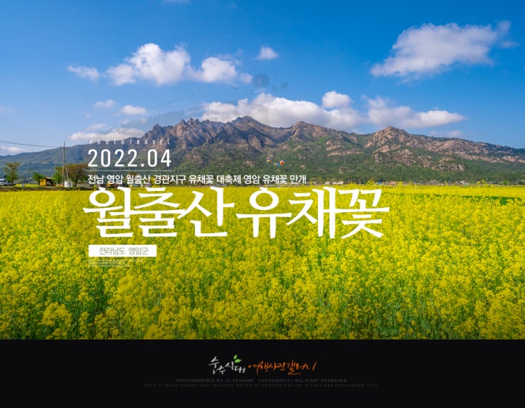  전남 영암 월출산 경관지구 유채꽃 대축제 영암 유채꽃 만개