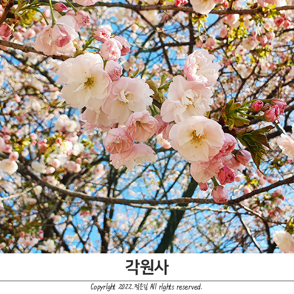2022년 각원사 겹벚꽃 개화 상태, 주차 팁 2022년 각원사 겹벚꽃 개화 상태, 주차 팁