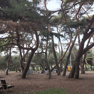  주말일상) 신났었던 밀양 기회송림야영장 당일 캠크닉 추천 밀양캠핑장