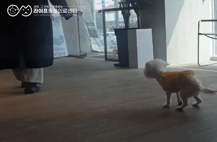 대구 강아지 양측 슬개골탈구 3기수술 : 슬개골탈구수술전문 24시라이프동물의료센터 대구 강아지 양측 슬개골탈구 3기수술 : 슬개골탈구수술전문 24시라이프동물의료센터