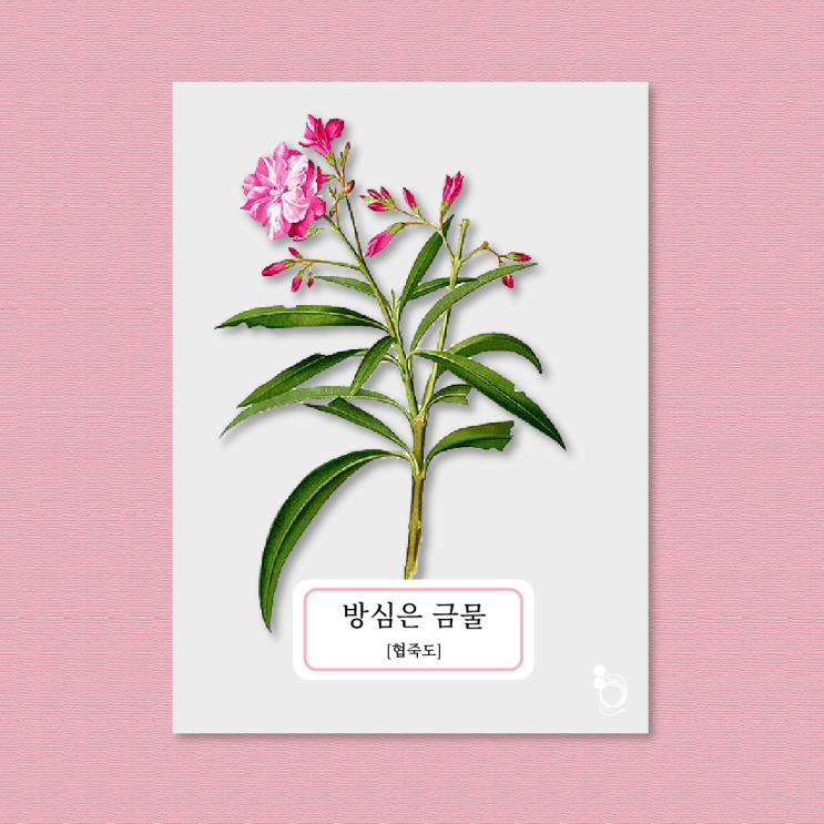  2. 방심은 금물 [협죽도] - 자가격리보고서 / 네이버 오디오클립 <꽃 한 편[꽃:단편]> / 협죽도 꽃말 / 꽃말 모음 / 탄생화 / 코로나 자가격리 / 폴러리, 팟캐스트