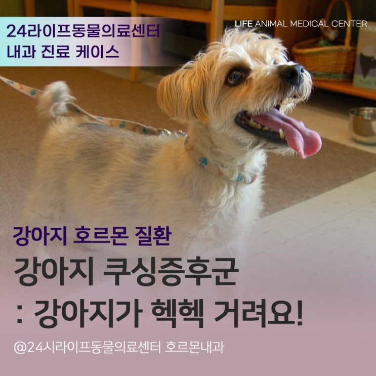 대구 강아지 쿠싱치료 : 강아지 쿠싱증후군, 강아지가 많이 헥헥거려요! 대구24시동물병원 라이프동물의료센터