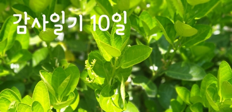  [감사 일기 10일] 신체적 요소가 아닌 심적, 정신적 요소에 감사하기