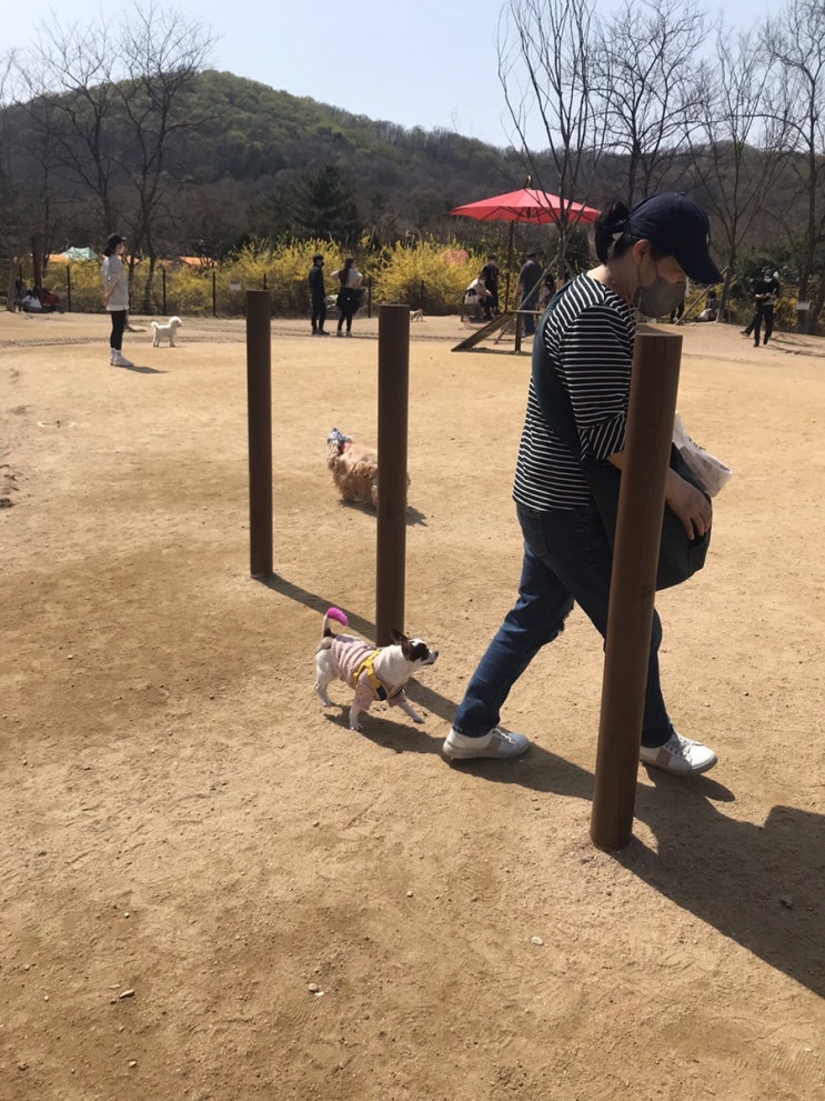 [인천대공원] 애견동반 추천지 1탄- 인천대공원 반려견놀이터 강아지 산책의 끝판왕 만의골 먹거리 까지