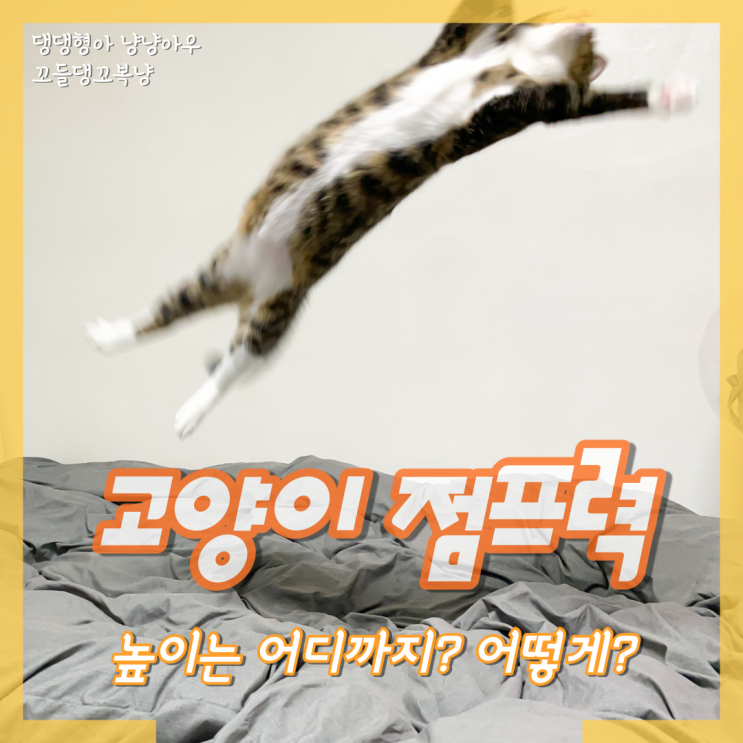  고양이 점프 높이 어디까지 어떻게? 꼬복이의 놀라운 점프력!