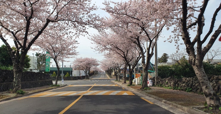 예래동 벚꽃길을 지나 제주 벚꽃명소 대왕수천예래생태공원 방문