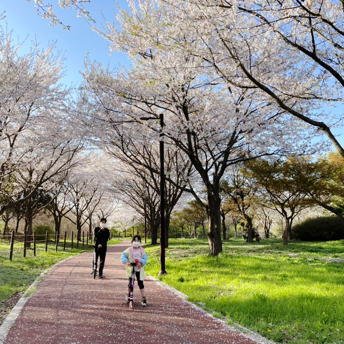 인천 벚꽃 명소 드림파크 벚꽃길 그리고 놀이터 연못 지금이 절정