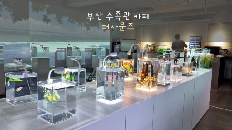  부산 이색 수족관 카페 온천천 퍼사운즈(테라베타)