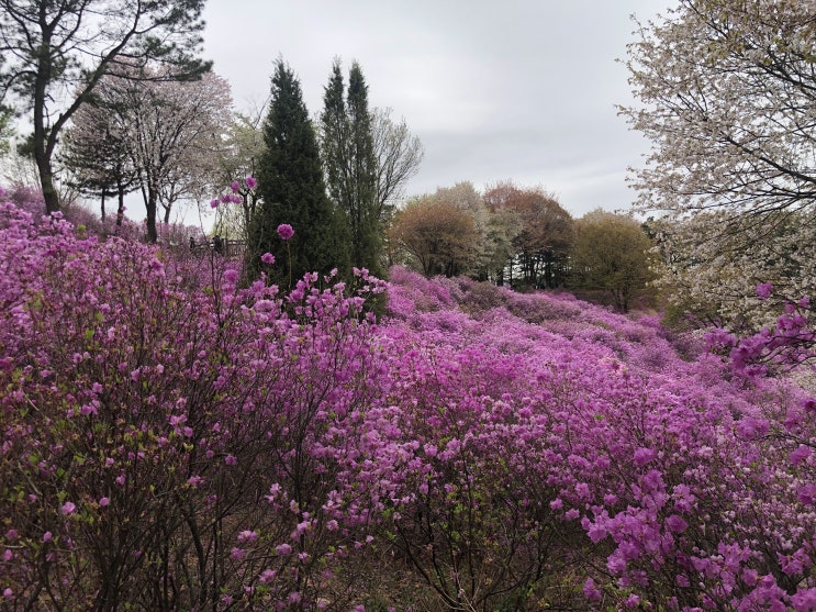  원미산진달래동산산책