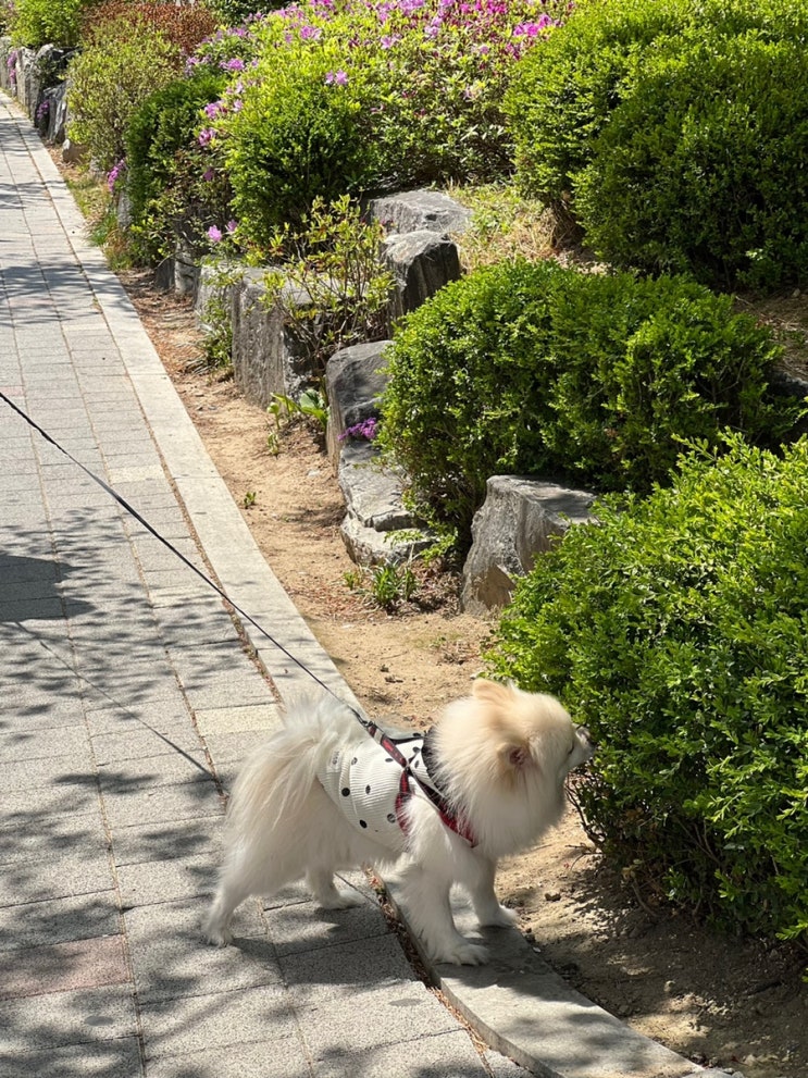  안양천 강아지 산책시키기