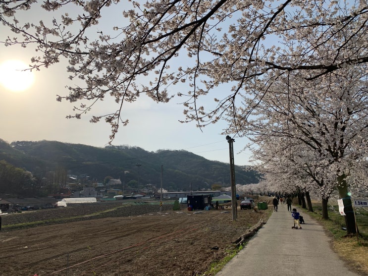 파주 벚꽃 명소 밤고지 마을에 다녀왔어요 (주차 TIP) 파주 벚꽃 명소 밤고지 마을에 다녀왔어요 (주차 TIP)