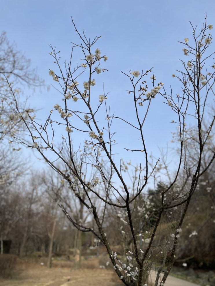 <시> 내 마음 고요히 봄 길 위에 꿈밭에 봄마음 모란이 피기까지는 김영랑 시 <시> 내 마음 고요히 봄 길 위에 꿈밭에 봄마음 모란이 피기까지는 김영랑 시