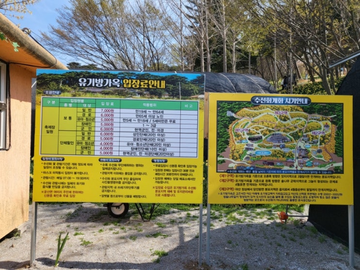  생각보다 훨씬 예뻤지만 너무 더웠던 서산 수선화 축제: 유기방가옥 방문 후기