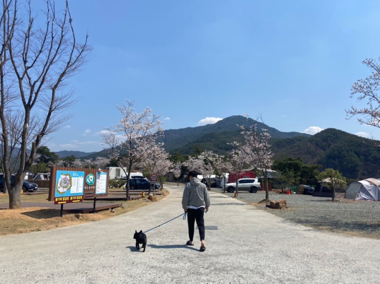 벚꽃캠핑 청도 캠프안단테 애견동반캠핑