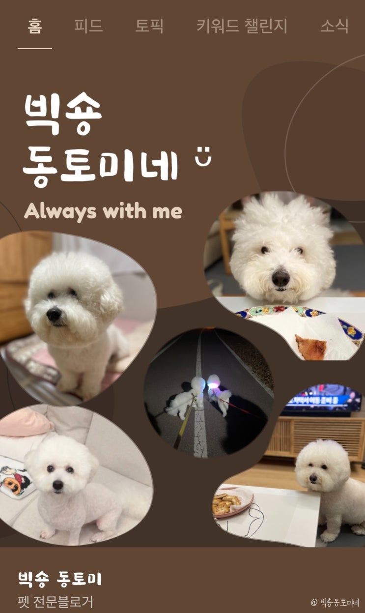  펫 전문 블로거 인플루언서 빅숑동토미네 :) 홈개설 