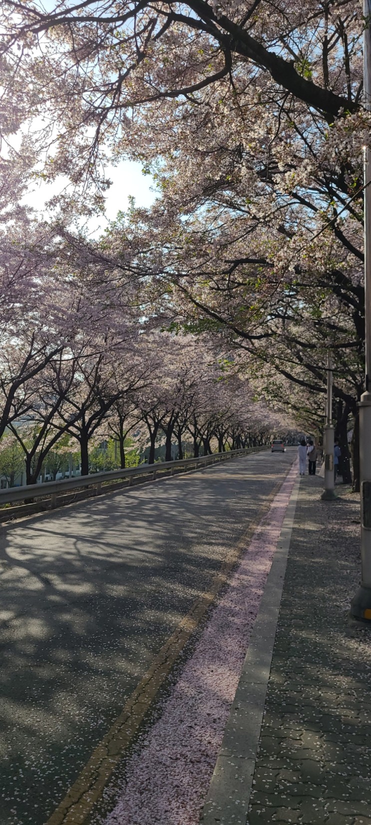 2022년 벚꽃 만개 도림천역 벚꽃명소
