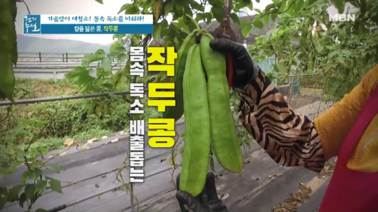 몸속 독소를 배출하는 작두콩 효능