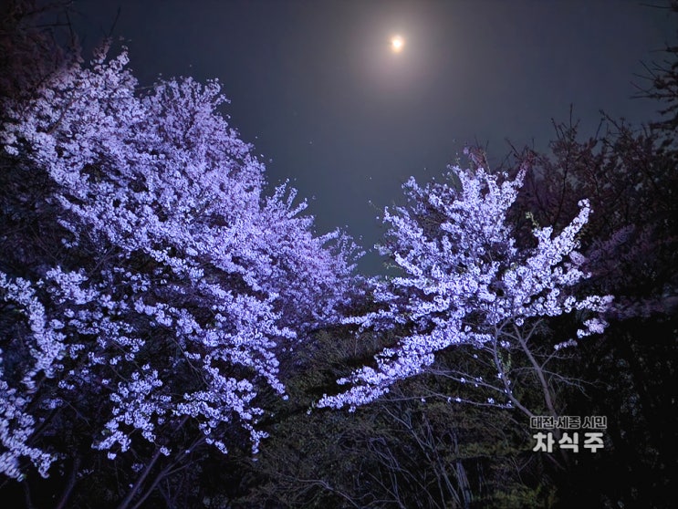  대전벚꽃명소 계족산 황톳길 야간산행