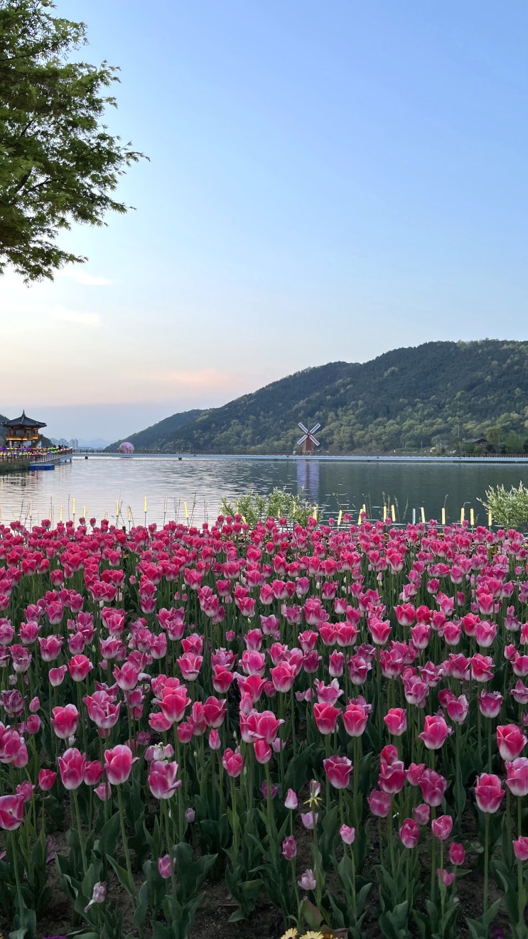 대구 가볼만한곳 '옥연지 송해공원' ::  벚꽃 지고 4월엔 튤립 명소로