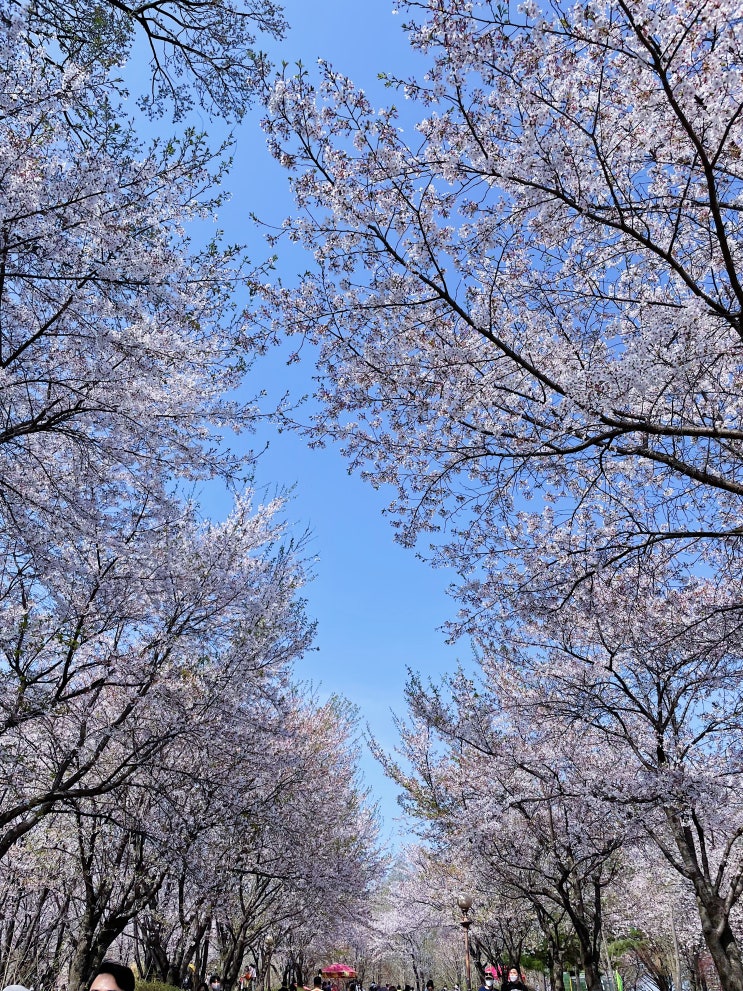 [오산리 최자실 기념 금식 기도원] 2022.04.17. 일요일. 파주 벚꽃 놀이 명소