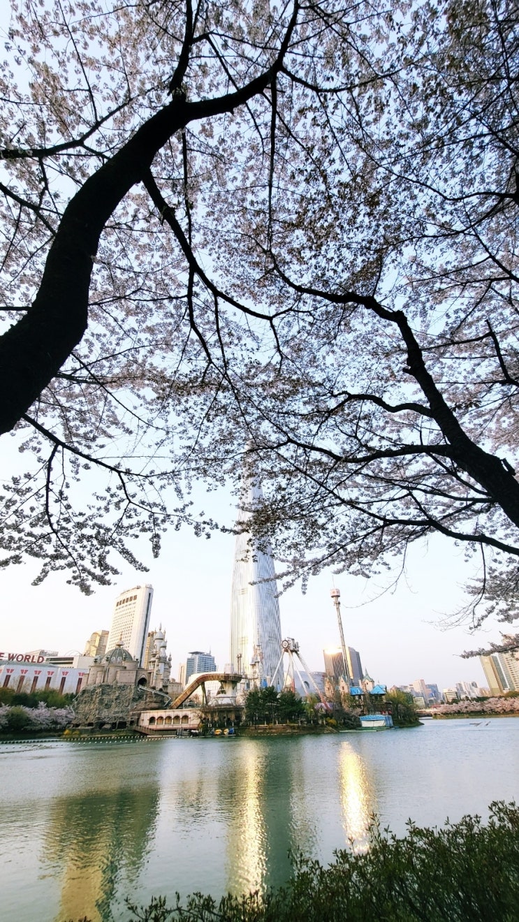  석촌호수 벚꽃축제 벨리곰이 쓰러진날, 벚꽃은 아름다워