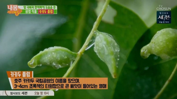  카카두플럼 효능