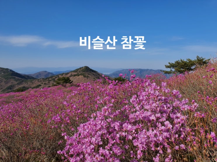  비슬산 참꽃 보러 가보셨나요