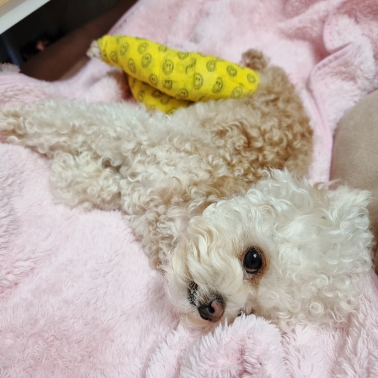 토이푸들 덕구의 강아지 후두골이형성, 척수공동증 치료 일기 :: 슬개골 탈구 수술 2주차 기록 깁스 제거