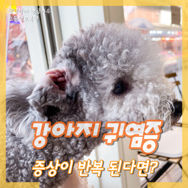  강아지 귀염증 외이염 반복되면 이렇게 될 수 있어요