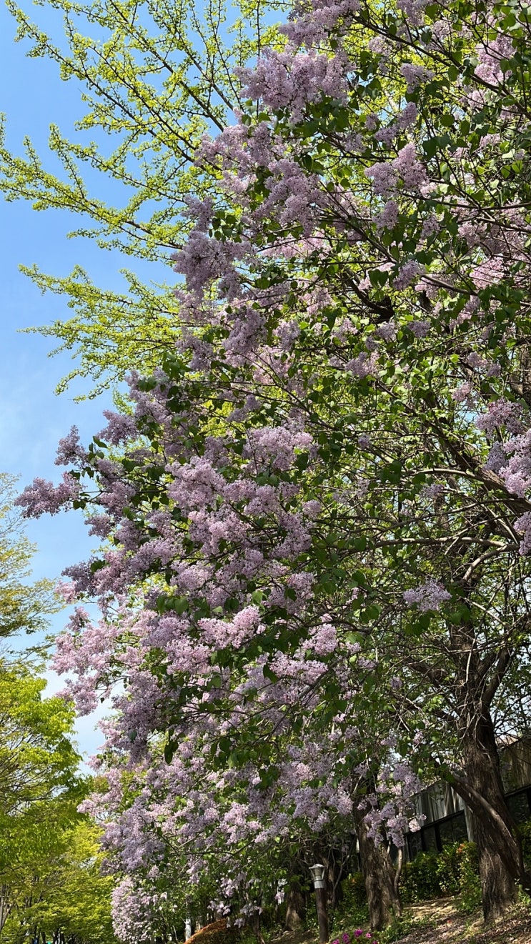  어린이 대공원 사람 적은 산책로, 피크닉 스팟