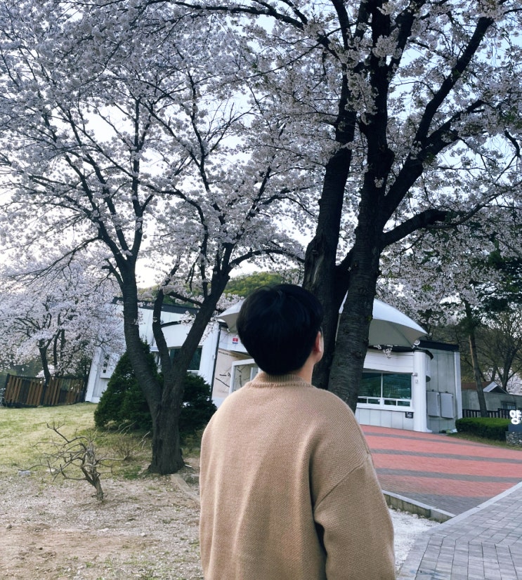  코로나 격리 후 주말 일상, 4월 늦게 본 벚꽃