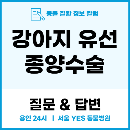  용인동물병원 강아지 유선종양 수술 (24시 서울YES 동물병원)