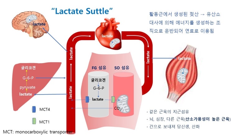  젖산셔틀 lactate shuttle 원리, 고강도 인터벌 트레이닝